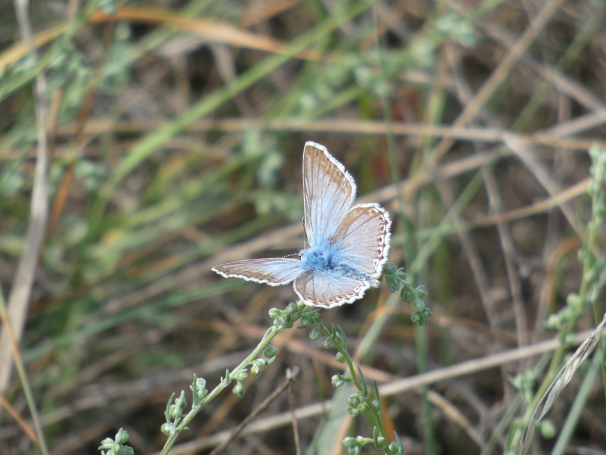 Polyommatus coridon - ezüstkék boglárka