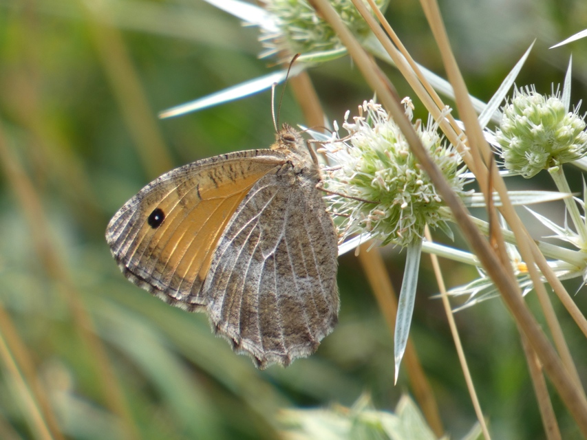 Arethusana arethusa - közönséges szemeslepke