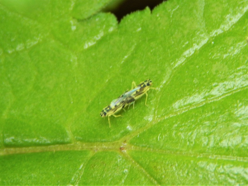 Eupteryx
