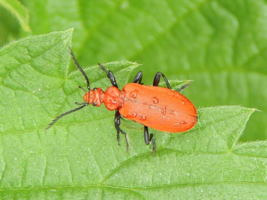 Pyrochroa serraticornis - közép-bíborbogár