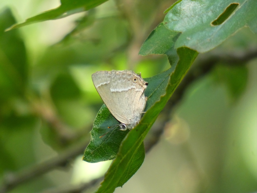 Neozephyrus quercus - tölgyfalepke