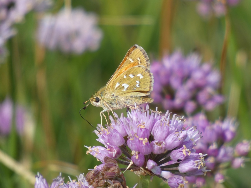 Hesperia comma - vesszős busalepke