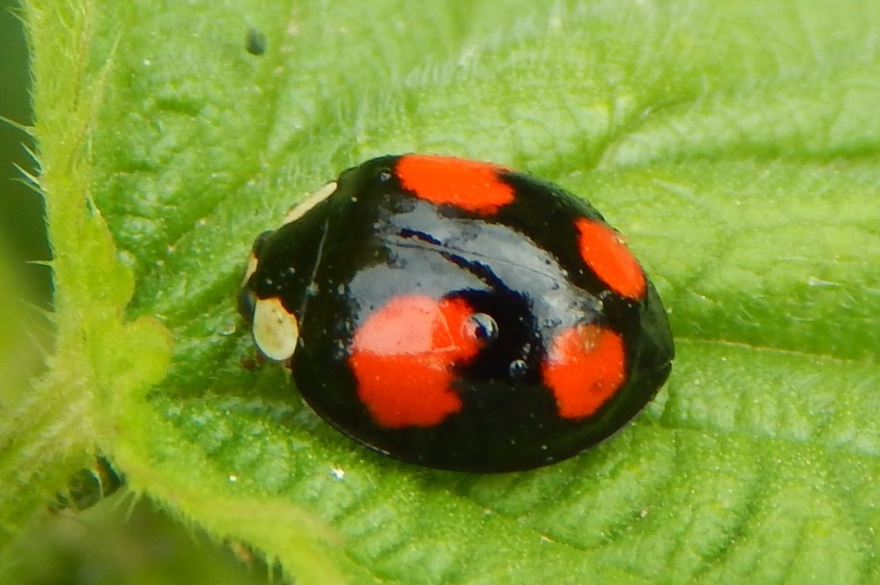 Harmonia axyridis - harlekinkatica