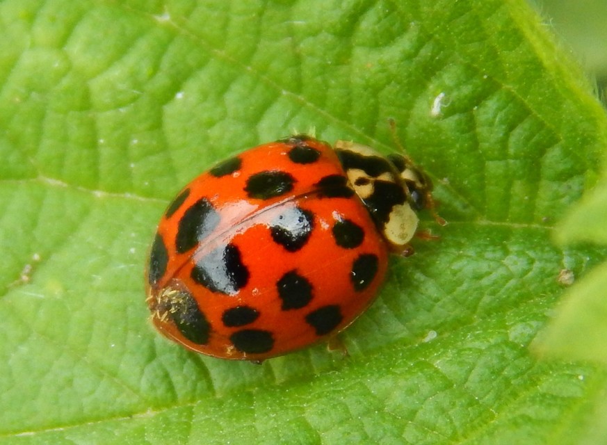 Harmonia axyridis - harlekinkatica