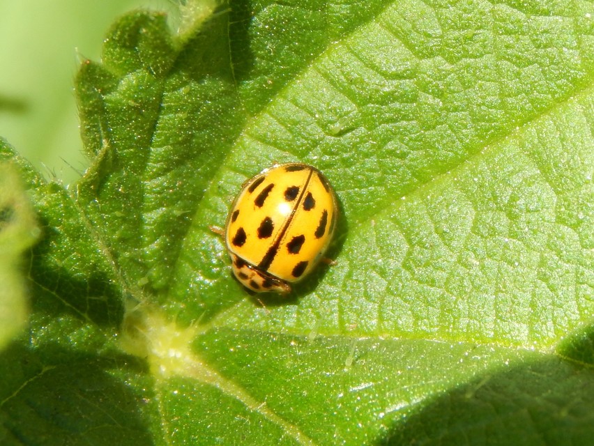 Propylea quatuordecimpunctata - tizennégypettyes füsskata