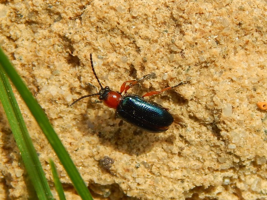 Oulema melanopus/duftschmidi