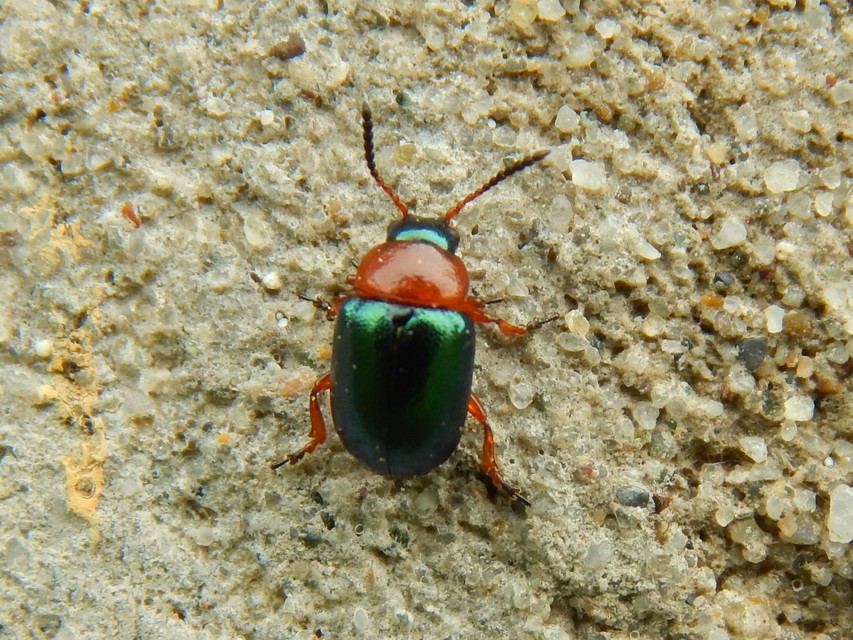 Gastrophysa polygoni - paraj-levélbogár Gastrophysa polygoni - paraj-levélbogár