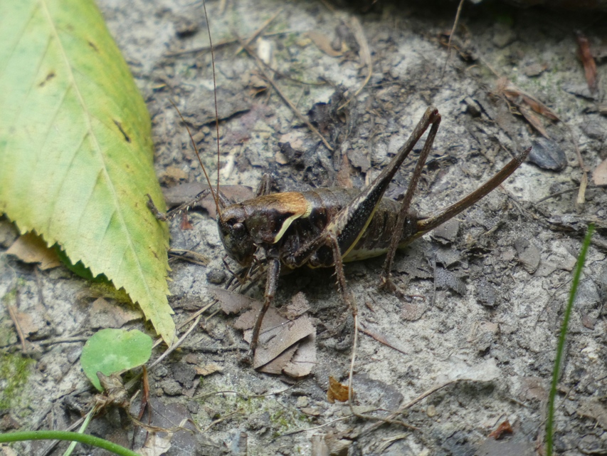Pholidoptera aptera - nagy avarszöcske