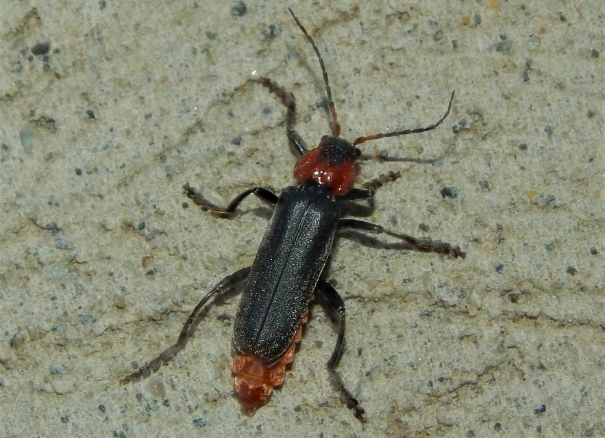 Cantharis fusca - közönséges lágybogár