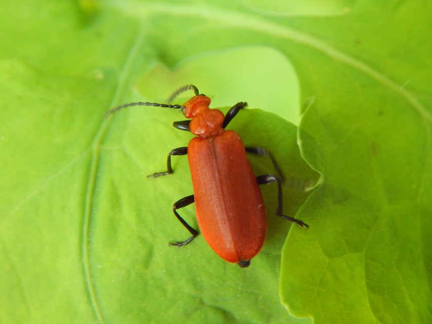 Pyrochroa serraticornis - közép-bíborbogár