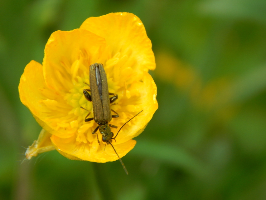 Oedemera