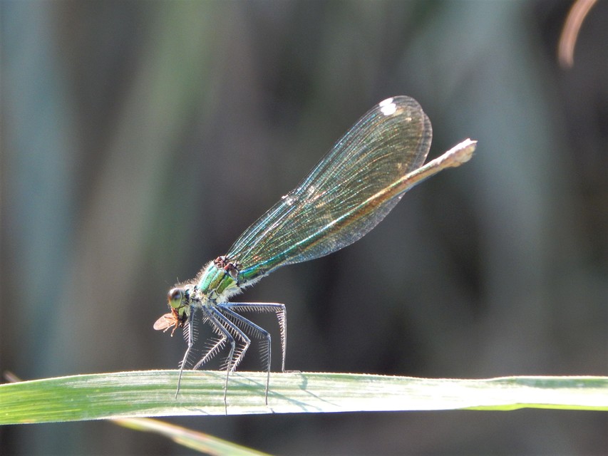 Calopteryx virgo - kisasszony-szitakötő