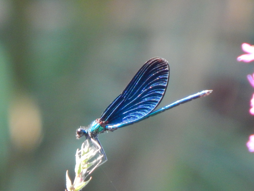 Calopteryx virgo - kisasszony-szitakötő