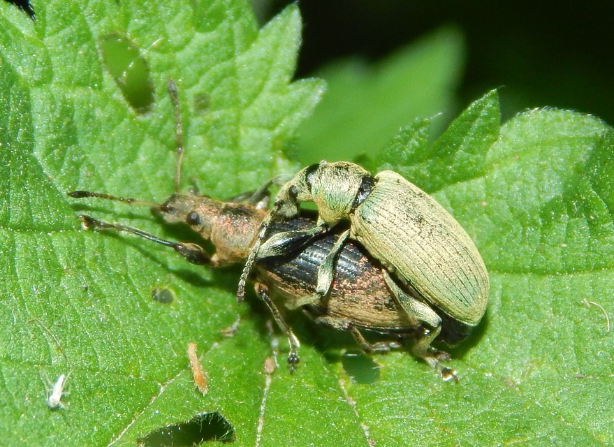 Phyllobius pomaceus - csalán-levélormányos