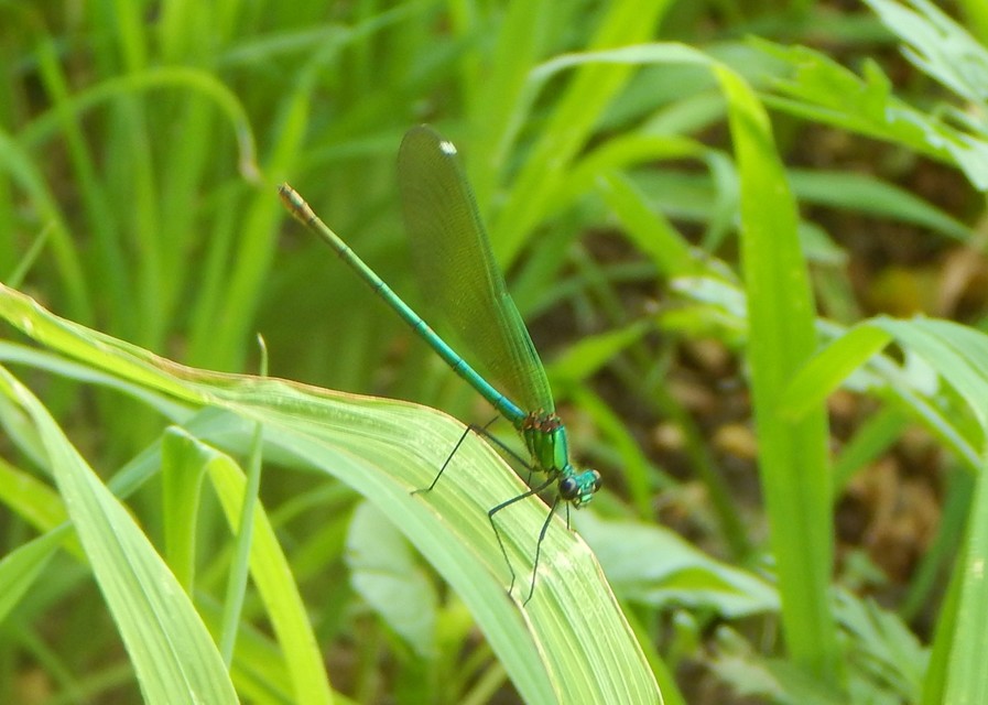Calopteryx splendens - sávos szitakötő