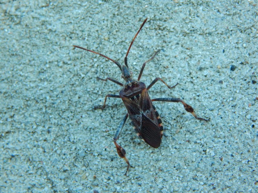 Leptoglossus occidentalis - nyugati levéllábú poloska