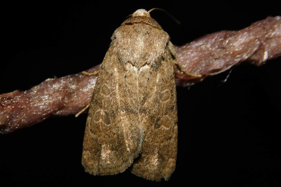 Hoplodrina octogenaria - barna selymesbagoly