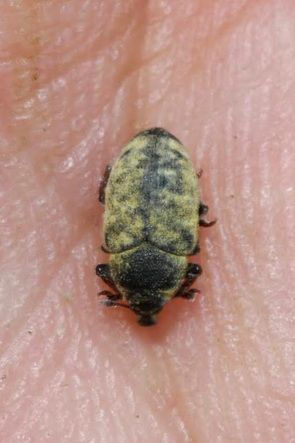 Larinus minutus - aprópúderbarkó