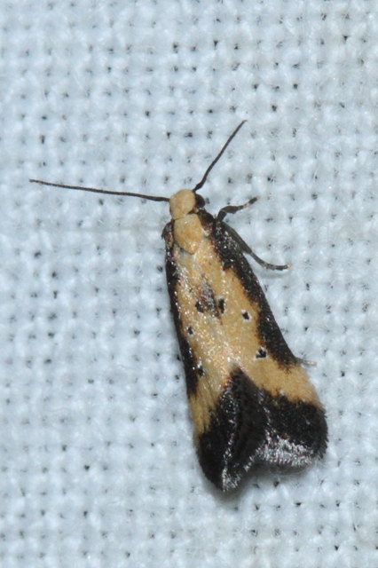 Brachmia dimidiella - citromkocsord-lápimoly