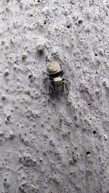 Heliophanus