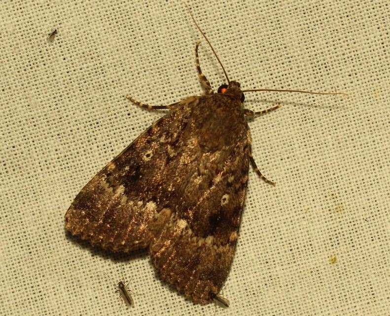 Amphipyra berbera/pyramidea