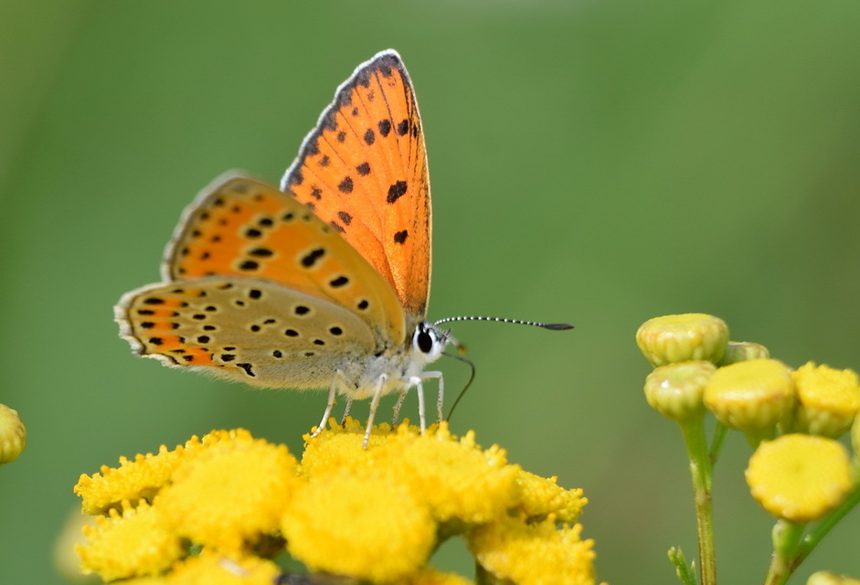 Lycaena thersamon - kis tűzlepke
