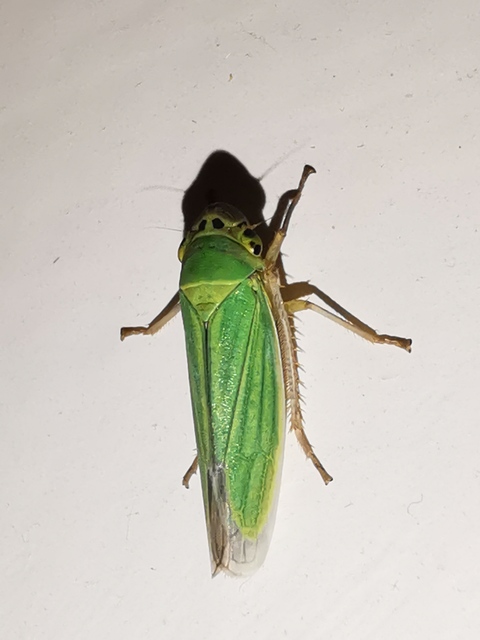 Cicadella viridis - méregzöld kabóca