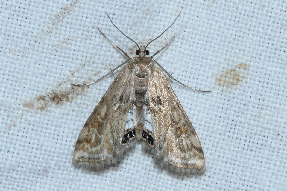 Cataclysta lemnata - békalencsemoly