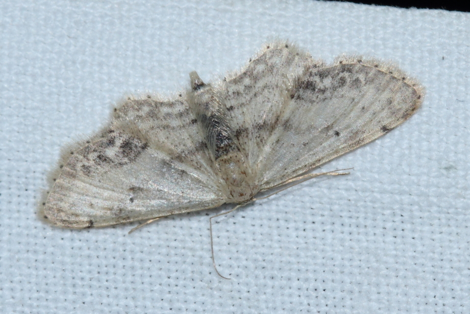 Idaea dimidiata - gyakori apróaraszoló