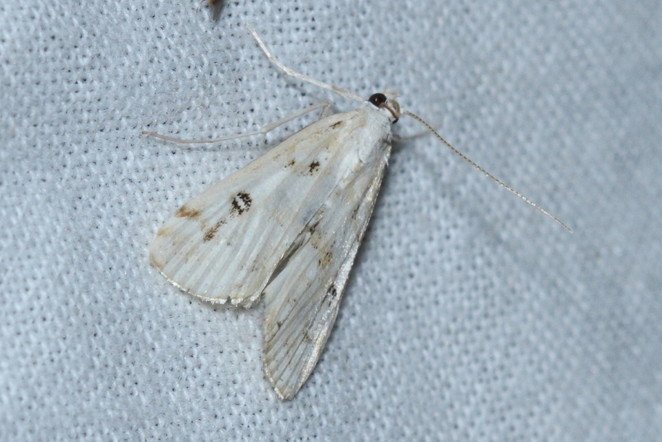 Parapoynx stratiotata - közönséges vízimoly