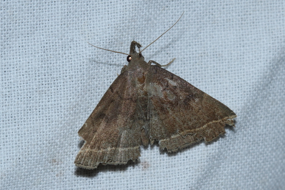 Pechipogo plumigeralis - tollascsápú karcsúbagoly