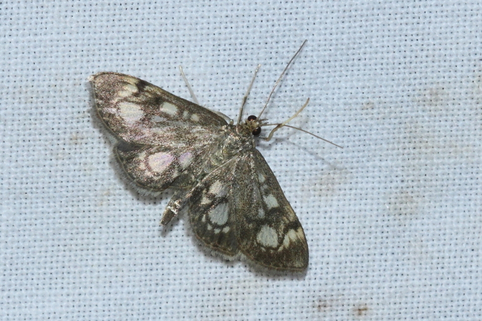Anania coronata - koronás dudvamoly