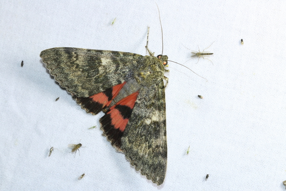 Catocala elocata - közönséges övesbagoly