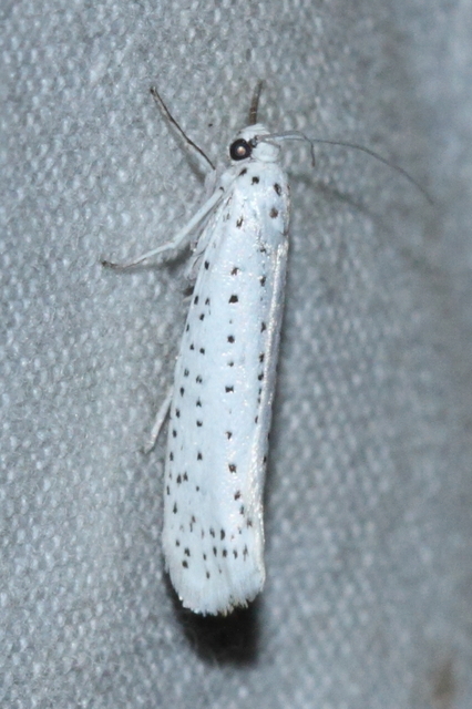 Yponomeuta evonymella - pókhálós májusfamoly