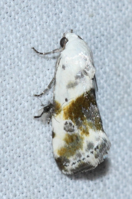Ponometia candefacta - parlagfűbagoly
