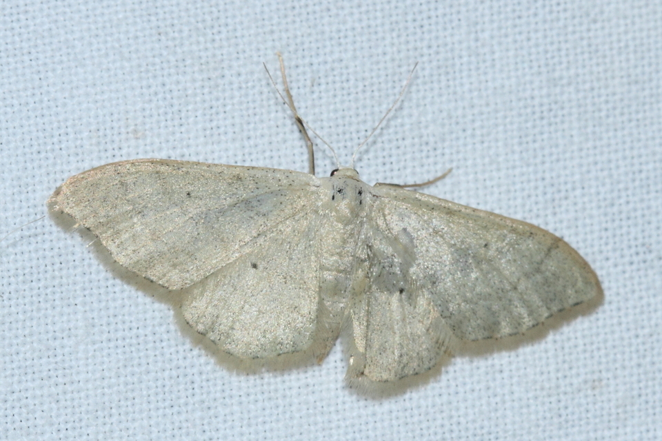 Idaea straminata - szalmasárga sávosaraszoló