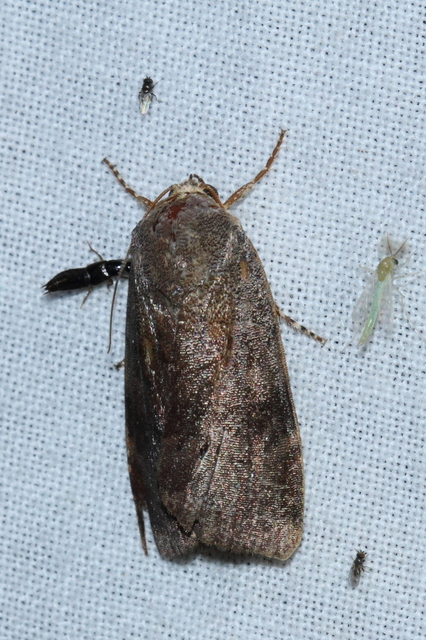 Noctua janthe/janthina