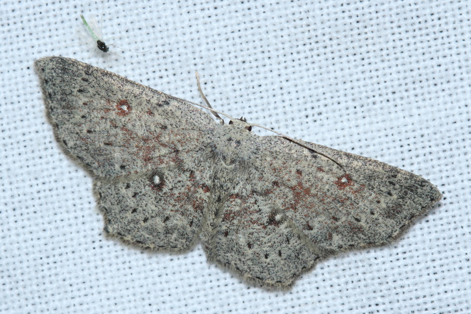 Cyclophora pendularia - fűzfa-pettyesaraszoló