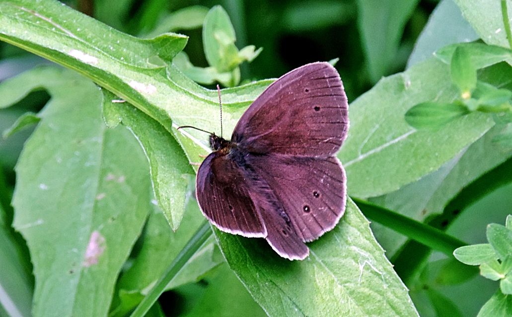 Aphantopus hyperanthus - közönséges ökörszemlepke