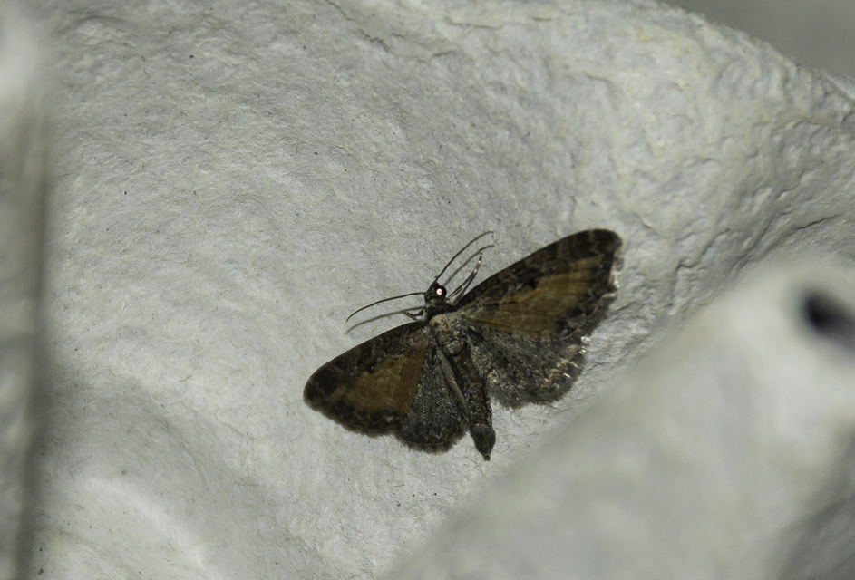 Eupithecia icterata - rozsdafoltos törpearaszoló