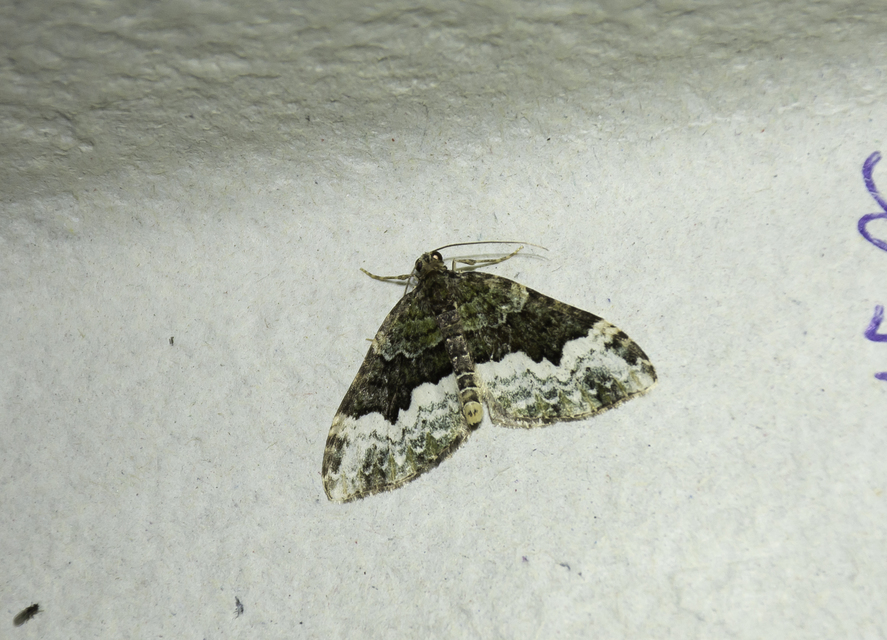 Euphyia biangulata - szegletes tarkaaraszoló