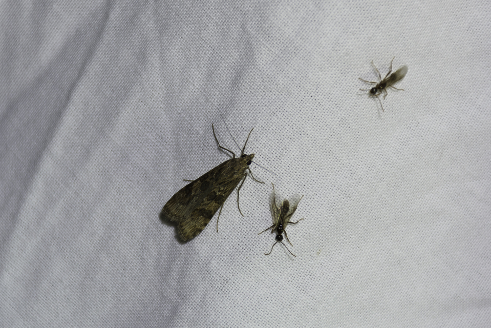 Nomophila noctuella - közönséges vándormoly