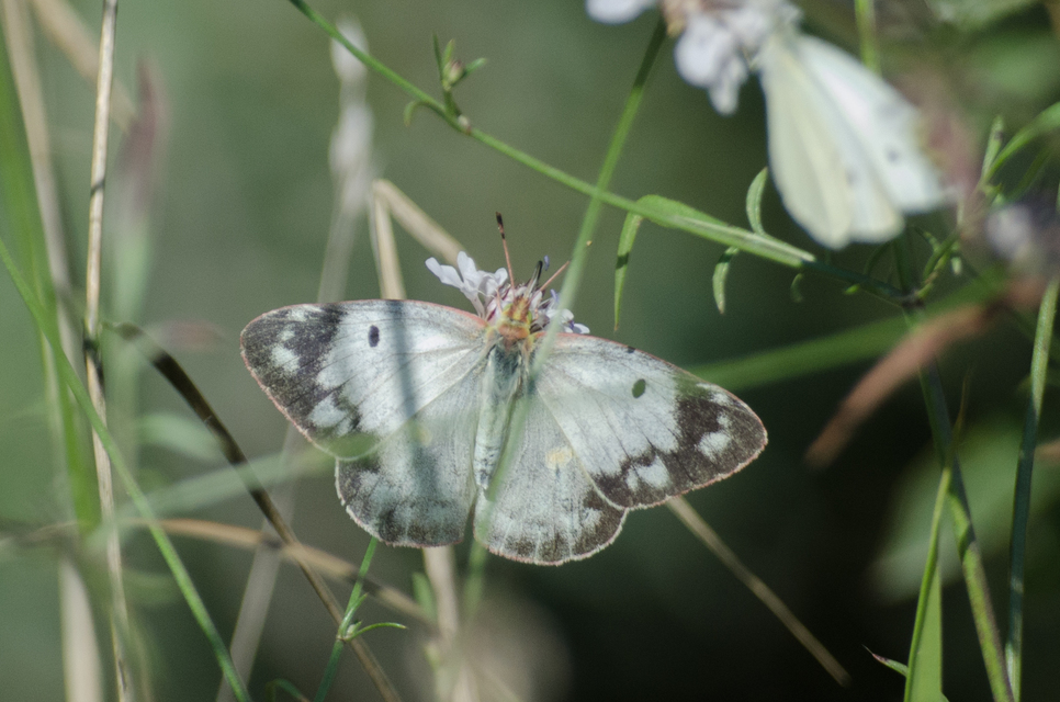Colias alfacariensis - déli kéneslepke