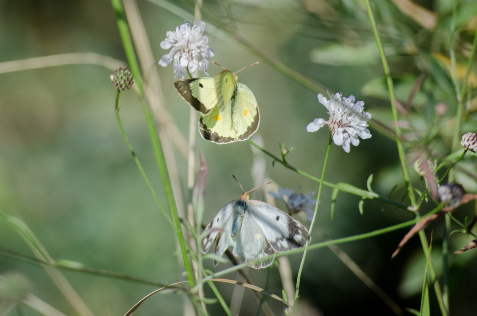 Colias erate - csángó-kéneslepke