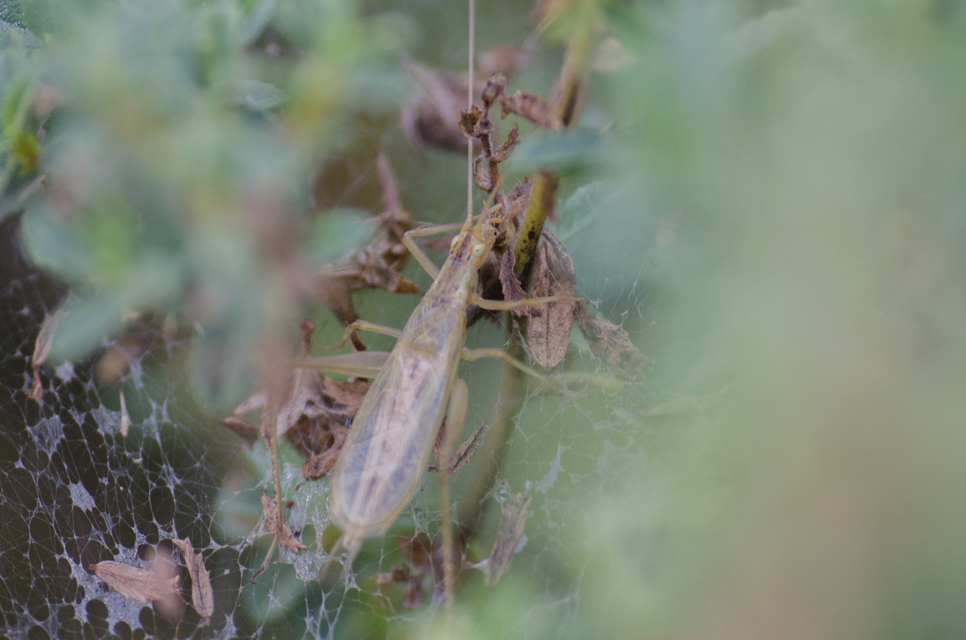 Oecanthus pellucens - pirregőtücsök