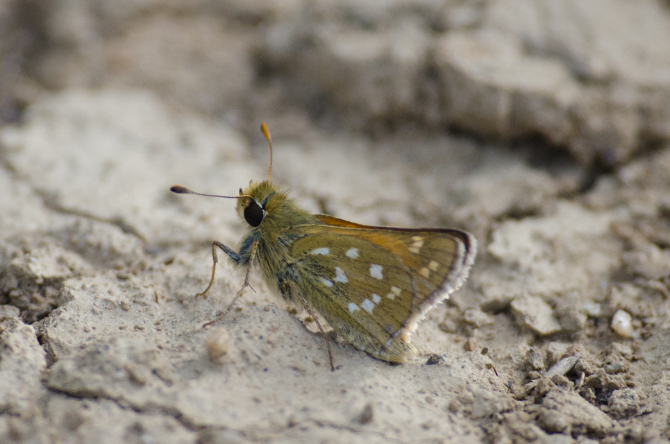 Hesperia comma - vesszős busalepke