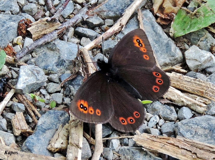 Erebia medusa - tavaszi szerecsenlepke