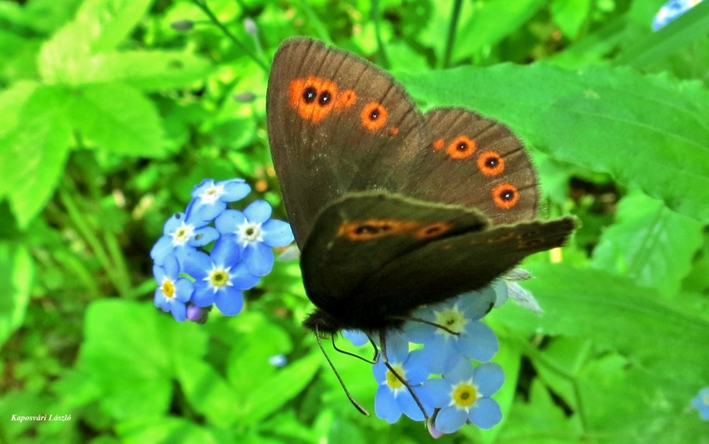 Erebia medusa - tavaszi szerecsenlepke