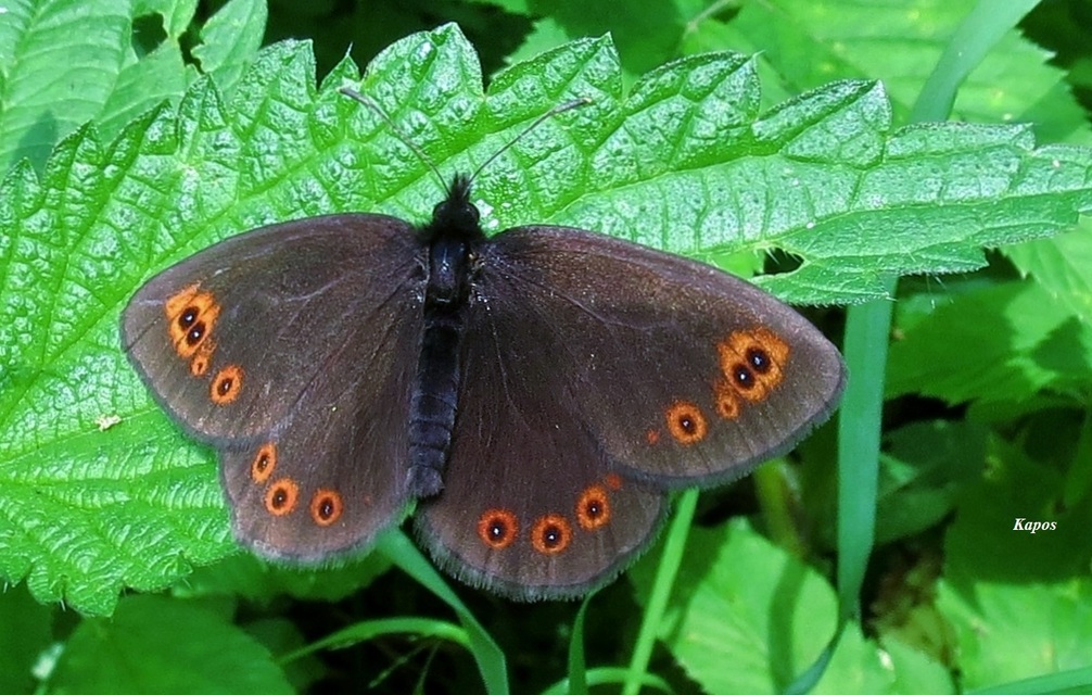Erebia medusa - tavaszi szerecsenlepke