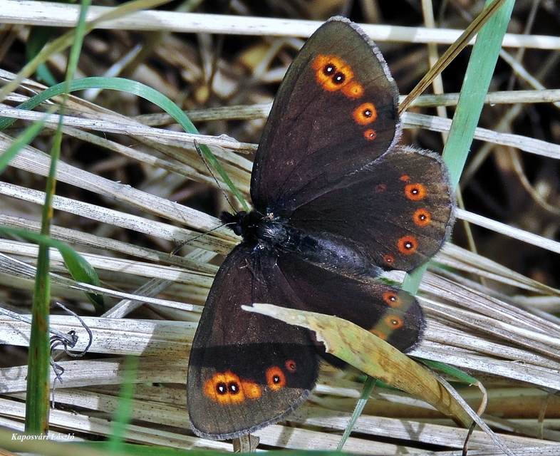 Erebia medusa - tavaszi szerecsenlepke